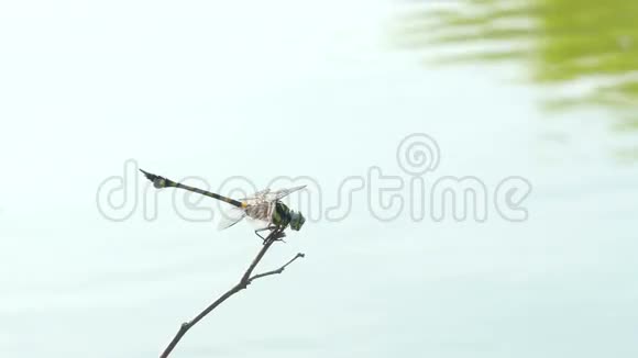 夏天美丽的蜻蜓昆虫栖息在湖边的绿草上视频的预览图