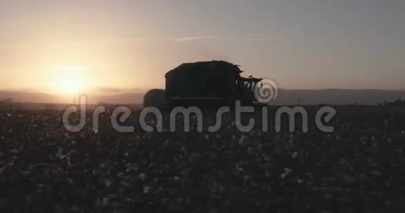 日落时在棉花田收获棉花视频的预览图