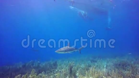 古巴ReinaJardindelaReina的加勒比礁鲨鱼视频的预览图