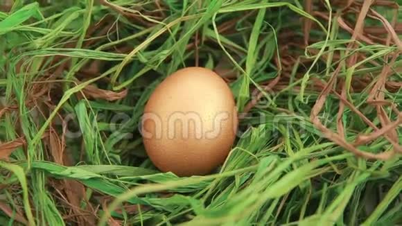 草地上的金色复活节彩蛋视频的预览图