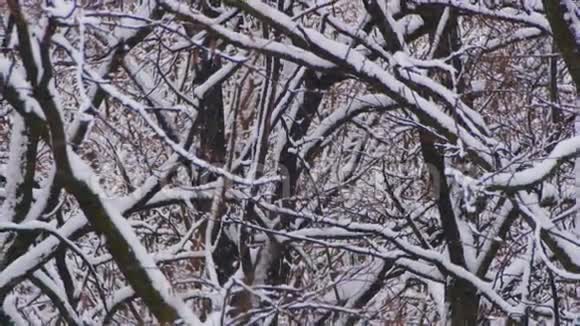 下雪的冬季森林视频的预览图