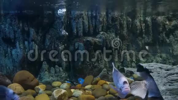 池塘里的鱼吃食物海洋馆里的鱼装饰水生植物的背景视频的预览图