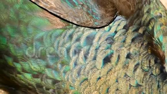 优雅的野异鸟色彩斑斓的艺术羽毛关闭孔雀纹理羽毛印度绿色飞禽视频的预览图