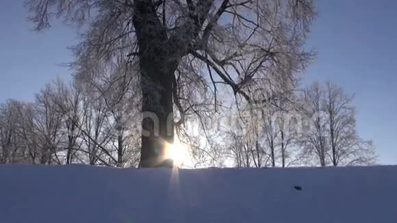 有太阳和古树的冬季景观视频的预览图