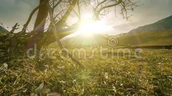 死亡树和枯黄的草在云和太阳光线的蒙天景观的时间流逝水平滑块运动视频的预览图