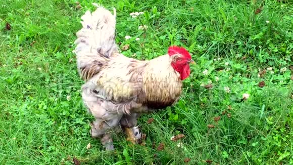 在传统的农村谷仓上鸟公鸡在绿草中寻找食物视频的预览图