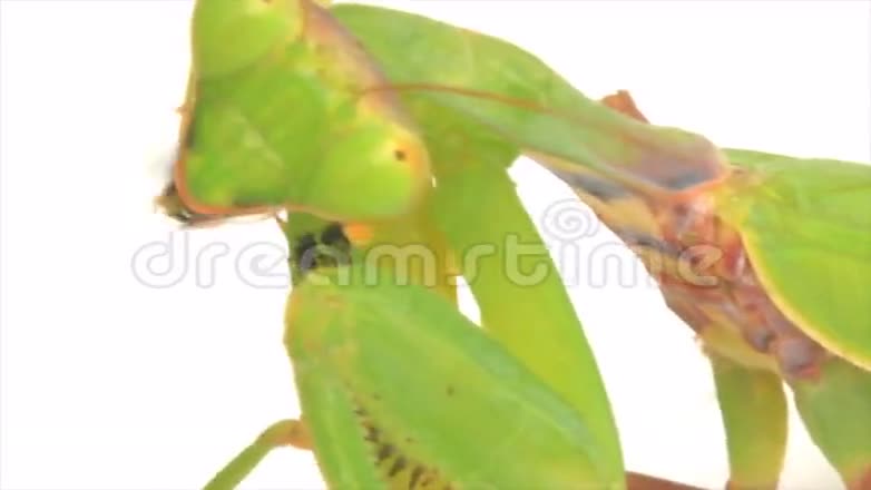 白色背景上的螳螂视频的预览图