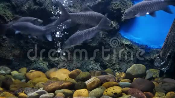 池塘里的鱼吃食物海洋馆里的鱼装饰水生植物的背景视频的预览图