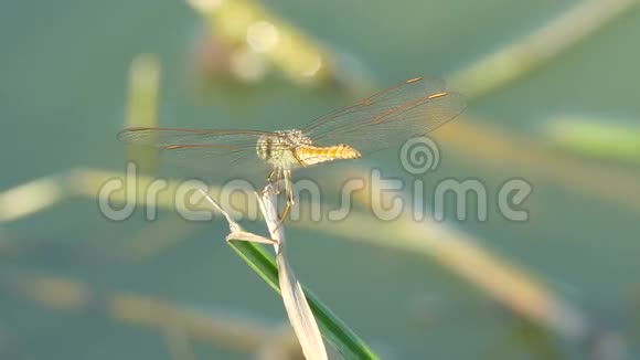 夏天美丽的蜻蜓昆虫栖息在湖边的绿草上视频的预览图