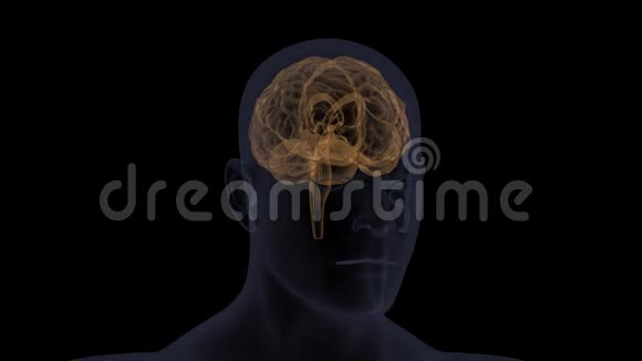 人脑扫描的电脑动画视频的预览图