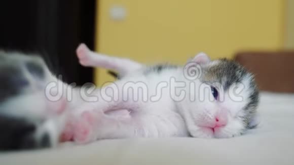 搞笑视频两只宠物可爱新生小猫睡觉团队合作生活方式在床上宠物概念宠物概念小猫视频的预览图