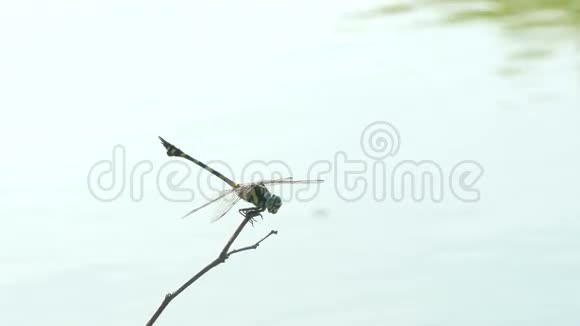 夏天美丽的蜻蜓昆虫栖息在湖边的绿草上视频的预览图