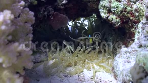 红海海底沙底的海葵和小丑鱼视频的预览图