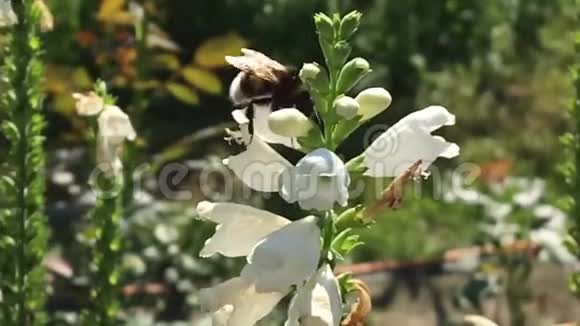 有翅膀的蜜蜂慢慢地飞向植物从花中收集蜂蜜的花蜜视频的预览图