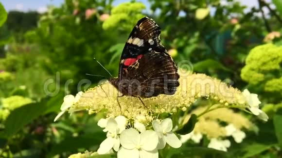 大黑蝴蝶君主在植物上行走喂食后有花和绿叶视频的预览图