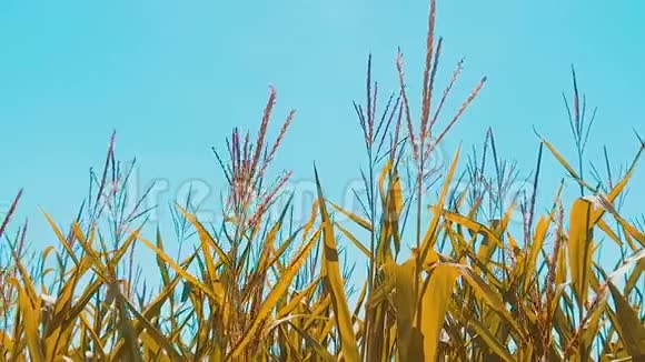 有机玉米田干熟玉米的农业概念玉米收获农业天然产品生活方式视频的预览图