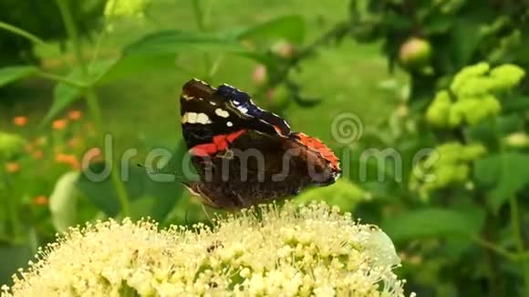 大黑蝴蝶君主在植物上行走喂食后有花和绿叶视频的预览图