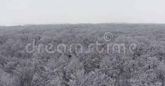 雪中的冬季森林视频的预览图