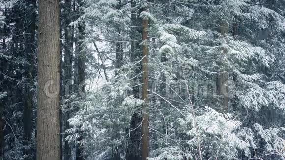 暴风雪中的森林树木视频的预览图