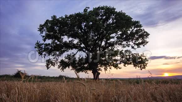 一片田野里的树视频的预览图