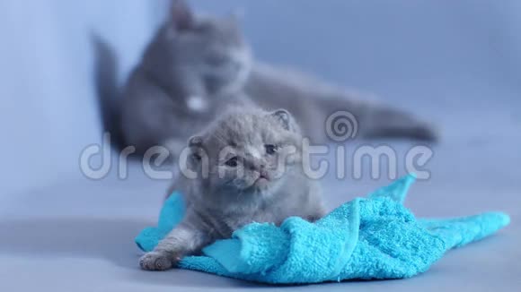可爱的英国小猫喵喵叫视频的预览图