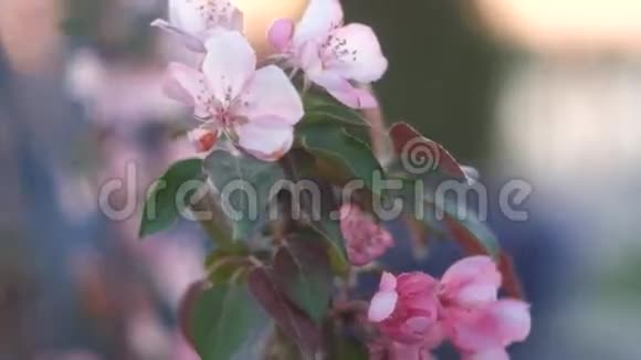 特写春樱粉花自然视频的预览图