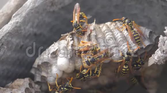黄蜂虫屋脊下害虫生活方式黄蜂窝野生黄蜂慢动作视频过敏咬人视频的预览图
