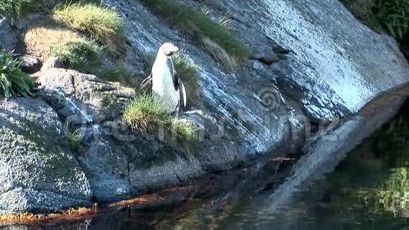 企鹅麦哲伦企鹅视频的预览图