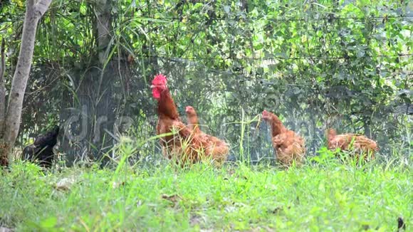 泰国Betong养鸡场视频的预览图