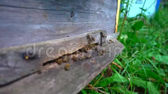 蜜蜂从蜂巢飞来动作缓慢视频的预览图