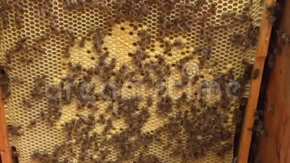 背景六边形纹理蜡蜂窝从蜂房充满金色蜂蜜视频的预览图