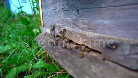 蜜蜂从蜂巢飞来动作缓慢视频的预览图