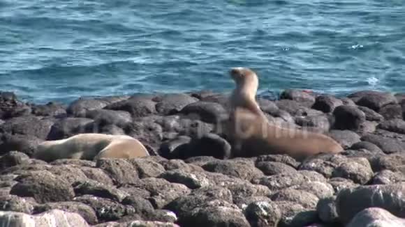 海豹狮子在加拉帕戈斯海滩放松视频的预览图