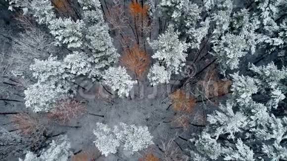 鸟瞰秋林视频的预览图