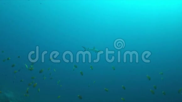 灰礁鲨鱼4k视频的预览图
