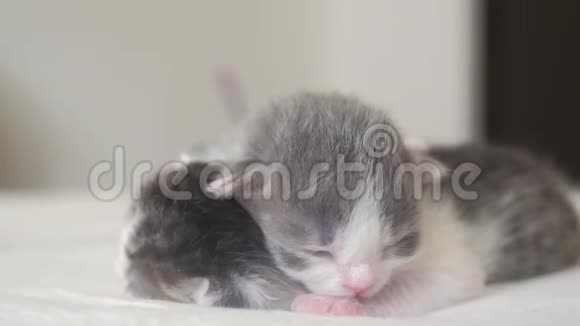搞笑视频两只可爱的新生小猫在床上集体睡觉宠物概念宠物概念生活方式小猫条纹视频的预览图