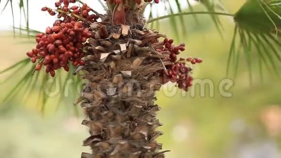 黑山的椰枣视频的预览图