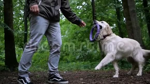人类和金毛猎犬在大自然中玩或训练动物户外玩具视频的预览图