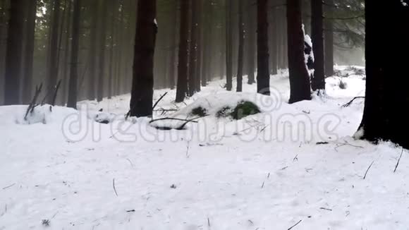 北欧漫步在深冬的森林里视频的预览图