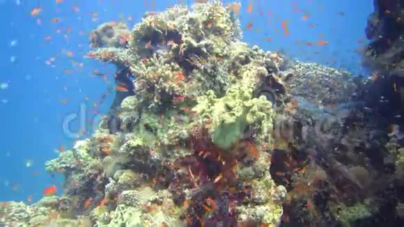 红海美丽的海洋环境海底鱼视频的预览图