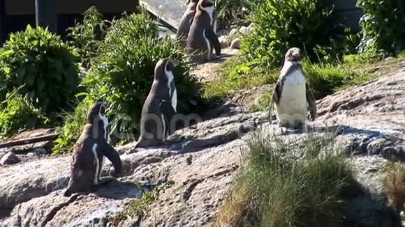 企鹅麦哲伦企鹅视频的预览图