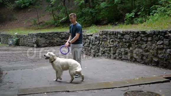人类和金毛猎犬在大自然中玩或训练动物户外玩具视频的预览图