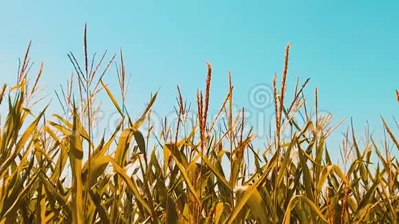 有机玉米田干熟玉米的农业概念生活方式玉米收获农业天然产品视频的预览图