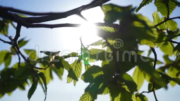鲜嫩的绿叶明亮的阳光近距离拍摄视频的预览图