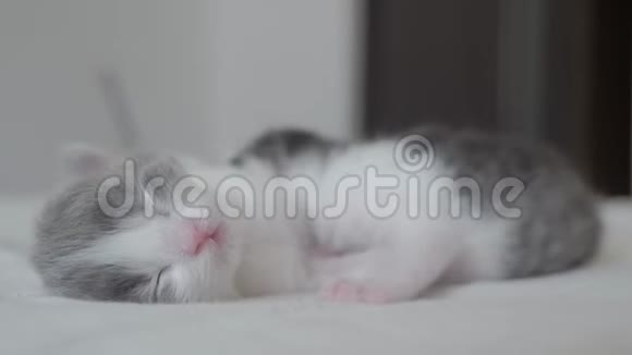 搞笑视频两只宠物可爱生活方式新生小猫睡觉团队在床上宠物概念宠物概念小猫视频的预览图