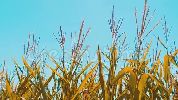 有机玉米田干熟玉米的农业概念玉米收获农业自然生活方式产品视频的预览图