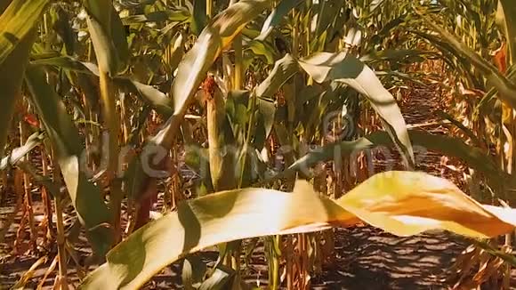有机玉米生活方式田间干熟玉米的农业概念玉米收获农业天然产品视频的预览图