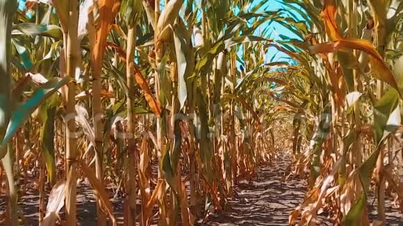 有机玉米田干熟玉米的农业概念生活方式玉米收获天然产品农业视频的预览图