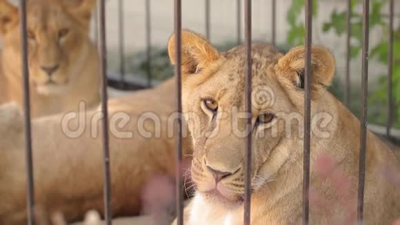 一只美丽的母狮正在动物园里休息一群狮子正在动物园里休息视频的预览图