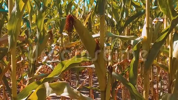 生活方式有机玉米田干熟玉米的农业概念玉米收获天然产品农业视频的预览图